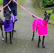 Waterproof Dog Rain Coat for Greyhound Sighthound Lurcher Whippet Galgo