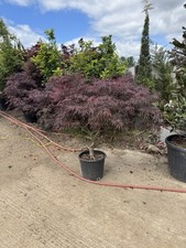acer tree japanese maple Trunk