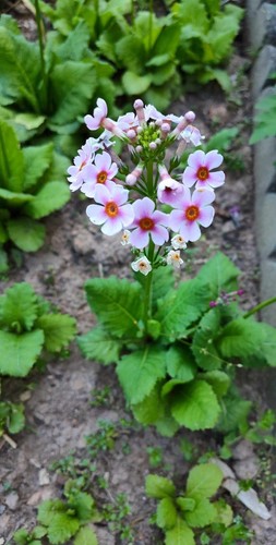 Primrose candelabra primula - primrose,