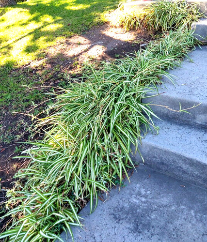 Lot spider plant - lot,