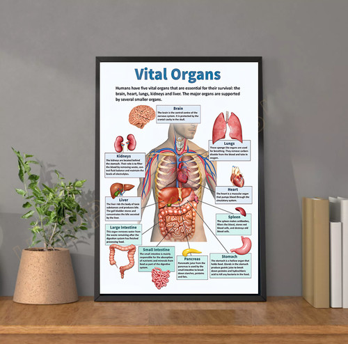Human vital organs - uk,
