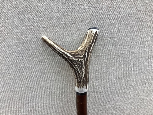 Red deer antler walking - antler, hazel