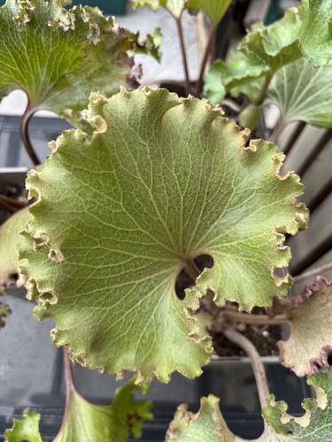 Farfugium japonicum wavy gravy - farfugium,