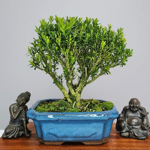Boxwood - , (buxus