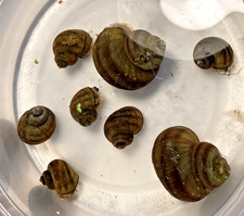 5 Mystery Snails Asian Ringed