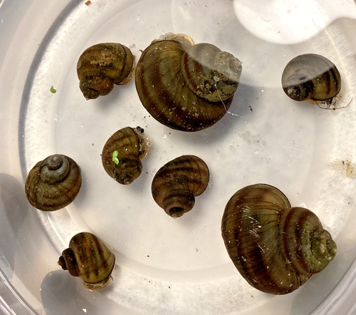 Mystery snails asian ringed - mystery,