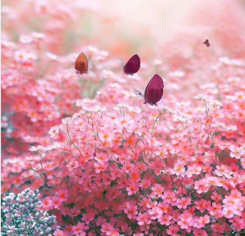 Baby breath gypsophila - breath,