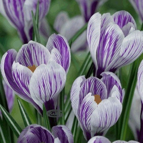 Striped blue purple crocus - blue,
