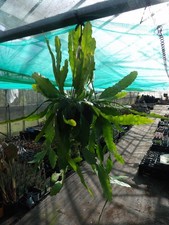 Epiphyllum Frulings Gold