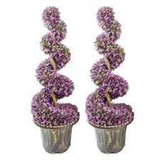 90cm pair purple large leaf - pair,