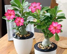 Desert Rose - Adenium obesum