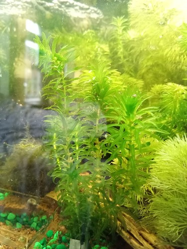Elodea densa oxygenating - densa,