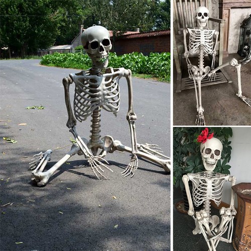Poseable human skeleton - human,