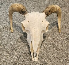  Sheep Skull taxidermy art