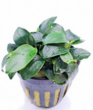 1 x Anubias Nana Petite Live