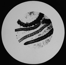 CONFERVOID ALGA 1894 OLD