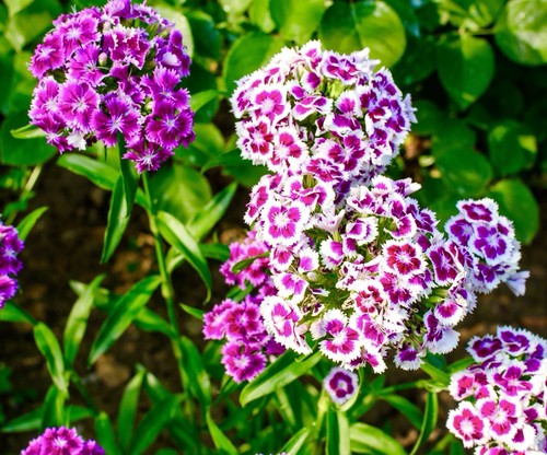 1200x sweet william auricula - sweet,
