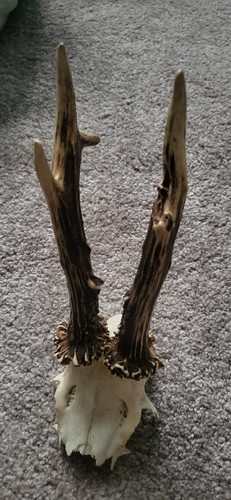 Roe deer antlers - roe,