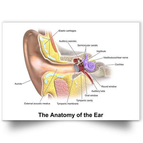Human anatomy the - human, ear