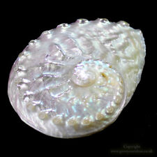 Pearlised Abalone Shell 7-9cm