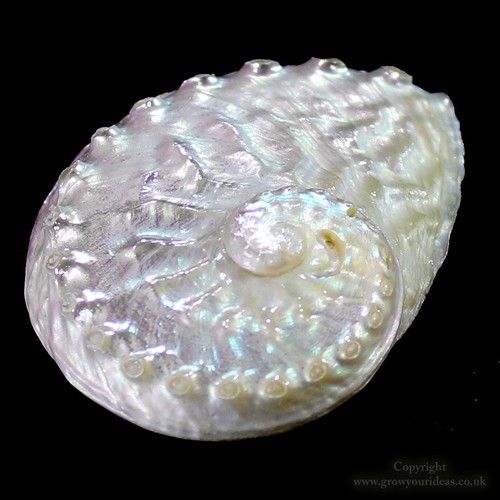 Pearlised abalone shell 9cm - abalone,