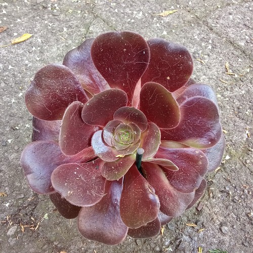 Black succulent plant aeonium - black, plant,