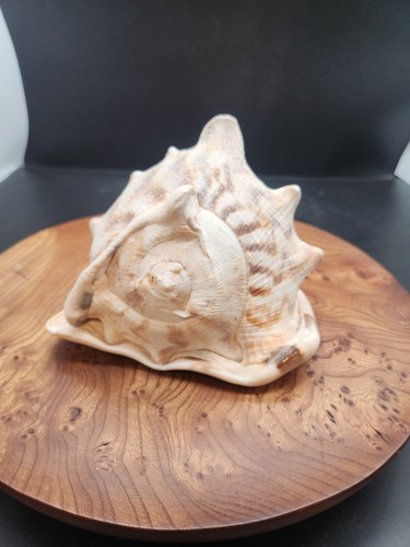 Large queen helmet conch - helmet,