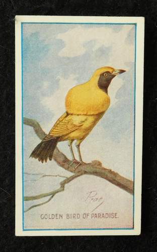 Bird paradise sniders - bird, of