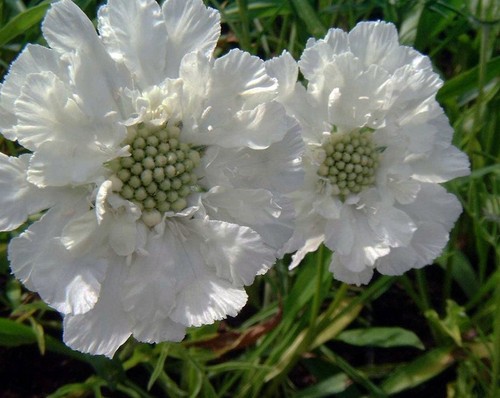 Perennial scabiosa knautia - scabiosa, /