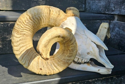 Ram skull taxidermy art - taxidermy,