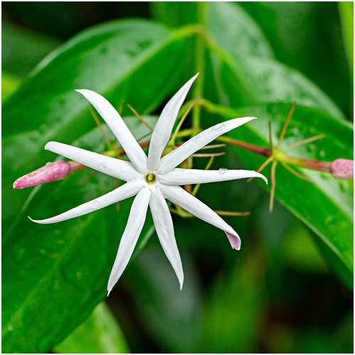 Jasmine angel wings jasminum - wings,,