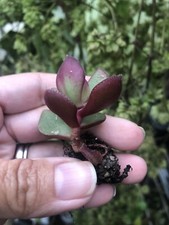 Crassula Ovata  Jade Rooted