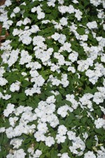 BUSY LIZZY IMPATIENS ACCENT PREMIUM WHITE 100 SEEDS