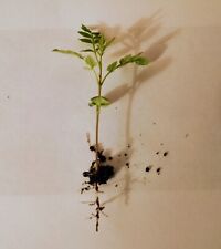 Jacaranda tropical indoor houseplant bonsai tree - letterbox friendly box