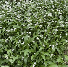 WILD GARLIC - RAMSONS - Allium Ursinum BEST QUALITY, 20Seeds