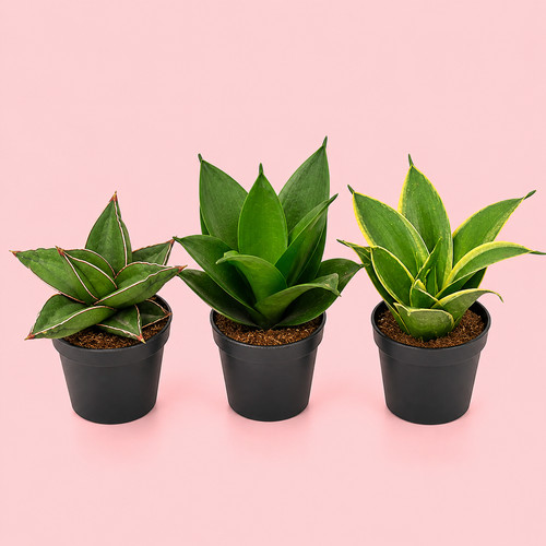 Sansevieria snake plant set - sansevieria,