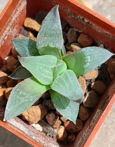 Succulent haworthia hybrid - succulent,