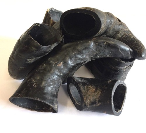 Hollings buffalo horn dog - hollings, low