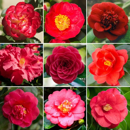 Red camellia shrub - red, |