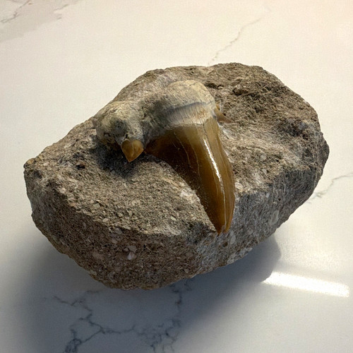 Natural unpolished shark tooth - unpolished,