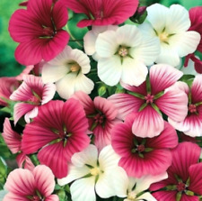 ROSE MALLOW  LAVATERA Annual TRIMESTRIS MIX Flower pink red white  SEEDS
