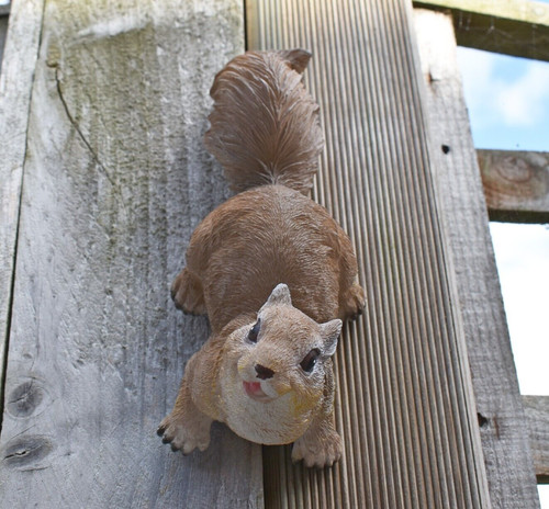 Climbing red squirrel garden - climbing,