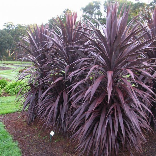 Purple cabbage tree cordyline - cabbage,