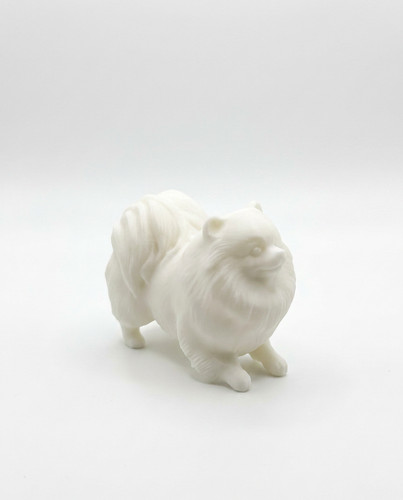 Cute white pomeranian spitz - cute,