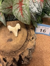 Authentic Fossil Otodus Shark