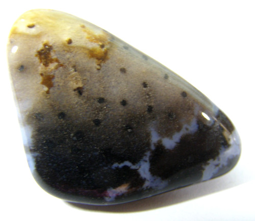 Unusual petrified peanut - peanut, wood