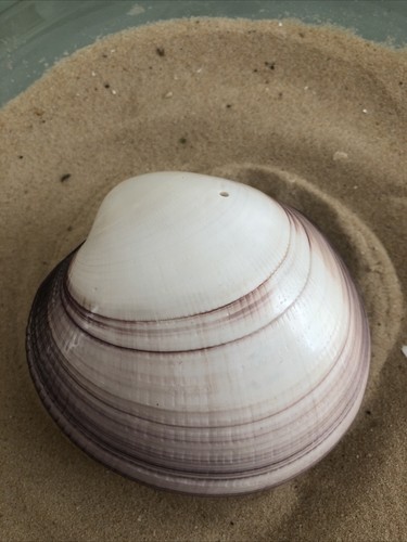 Large giant 11cm pacific - giant,