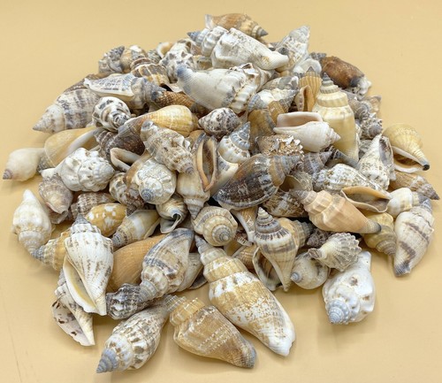 Bear conch shells 250 - bear, grams