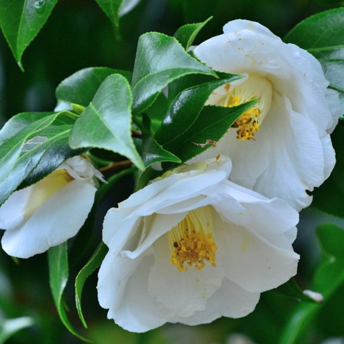 Camellia japonica white - japonica,