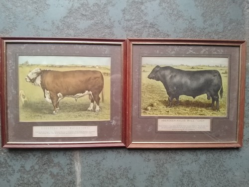 Cattle wall art - cattle, vintage